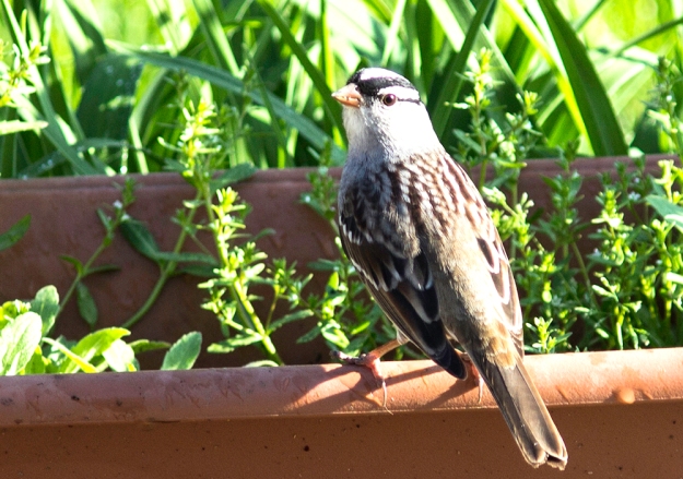 White Crowned Sparrow1