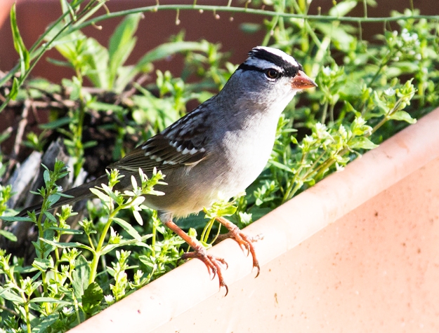 White Crowned Sparrow2
